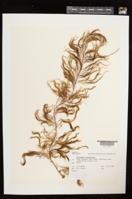 Perithalia capillaris image