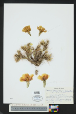 Opuntia fragilis var. brachyarthra image
