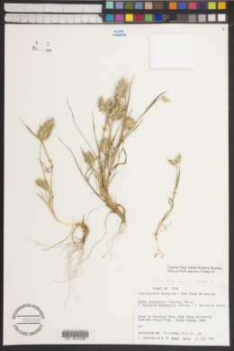 Eremopyrum bonaepartis subsp. bonaepartis image
