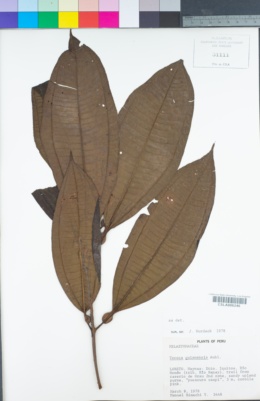Image of Tococa guianensis
