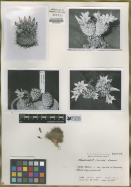 Image of Mammillaria louisae