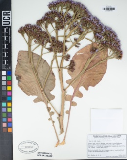 Image of Limonium brassicifolium
