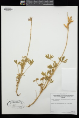 Lupinus albifrons var. austromontanus image