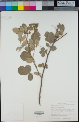 Rubus ellipticus image
