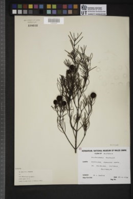 Ricinocarpos pinifolius image
