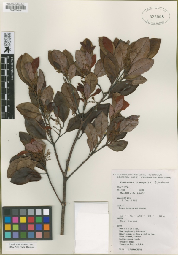 Endiandra limnophila image