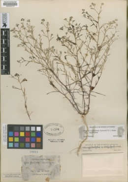 Image of Gilia floccosa