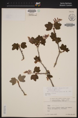 Image of Ribes malvaceum