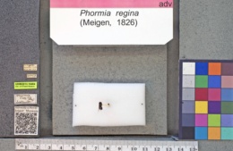 Phormia regina image