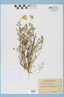 Eschscholzia californica var. mexicana image