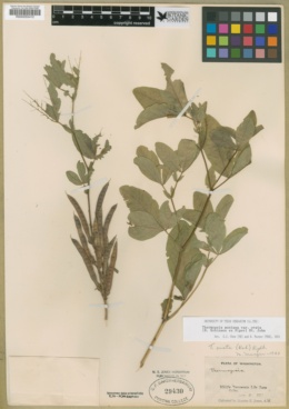 Thermopsis gracilis var. ovata image