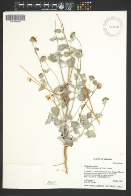 Helianthus niveus subsp. tephrodes image