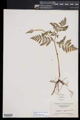 Botrypus virginianus image