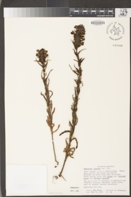 Bellardia trixago image