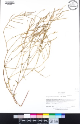 Streptanthus morrisonii image