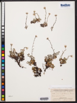 Image of Antennaria suffrutescens