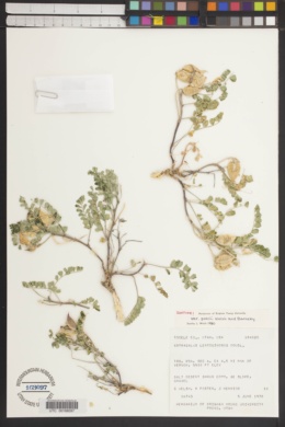 Astragalus lentiginosus var. pohlii image