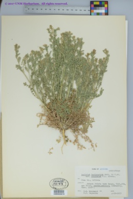 Lepidium lasiocarpum var. rosulatum image