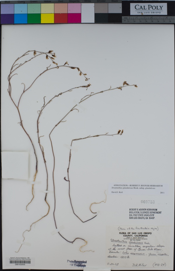 Streptanthus glandulosus subsp. niger image