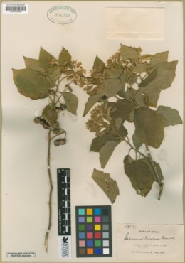 Solanum madrense image