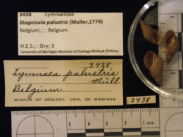 Stagnicola palustris image