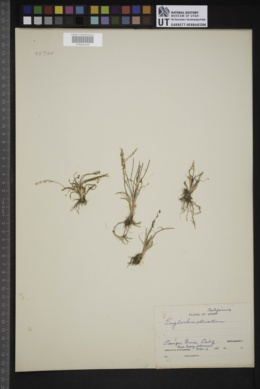Triglochin striatum image