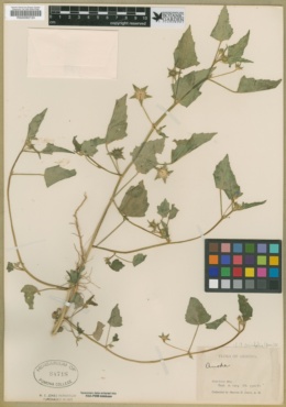 Anoda acerifolia image