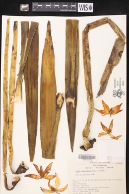 Image of Yucca lacandonica