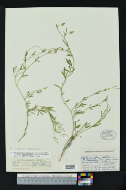 Sphaeralcea digitata var. angustiloba image