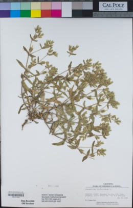 Image of Cerastium dichotomum