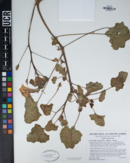 Proboscidea althaeifolia image