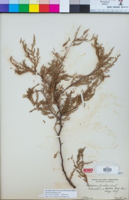 Cupressus funebris image