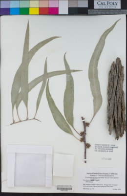 Image of Eucalyptus bridgesiana