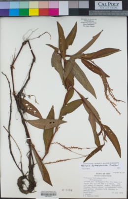 Persicaria hydropiperoides image