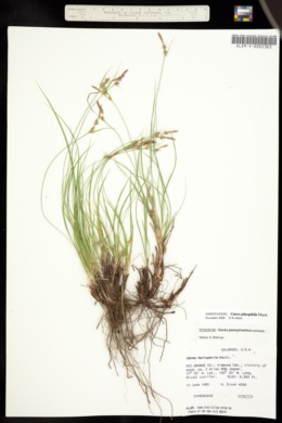 Image of Carex pityophila