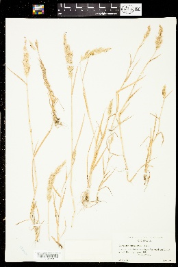 Polypogon lutosus image