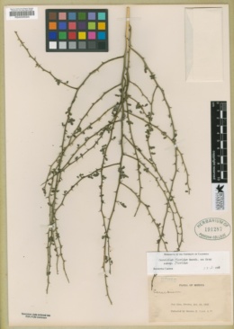 Parkinsonia florida image