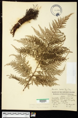 Callistopteris baldwinii image