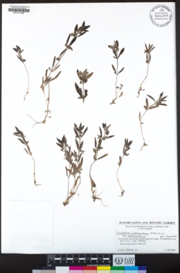 Trichostema austromontanum image