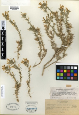 Linanthus pungens subsp. pungens image
