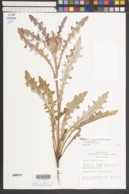 Cirsium scariosum var. thorneae image