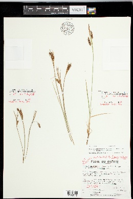 Carex x limosoides image