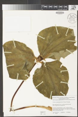 Trillium angustipetalum image
