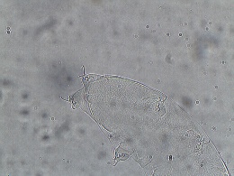Image of Isohypsibius deflexus