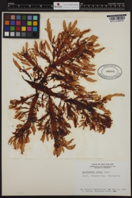 Cladhymenia lyallii image
