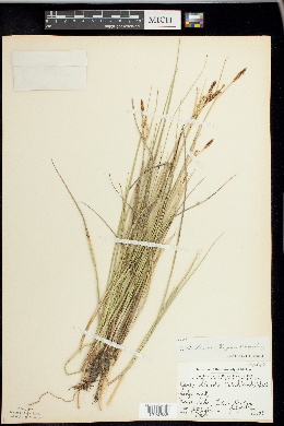 Carex livida var. grayana image