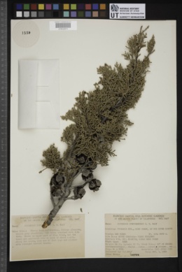 Cupressus arizonica subsp. stephensonii image