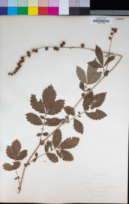 Image of Agrimonia pubescens