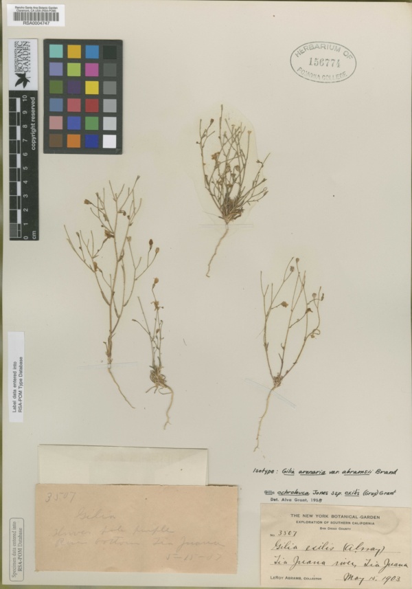 Gilia arenaria image