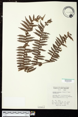 Alsophila colensoi image